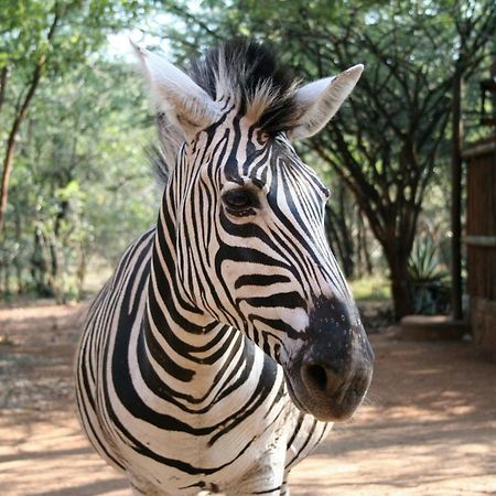 Kiburi Lodge @ Kruger, A Secluded Bushveld Getaway Marloth Park Exterior photo