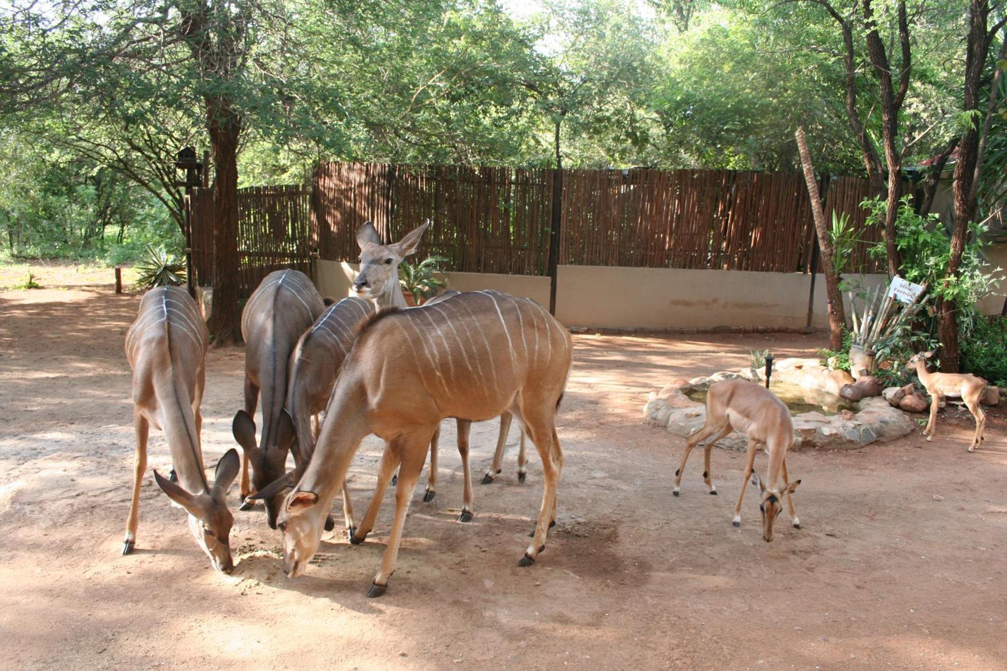 Kiburi Lodge @ Kruger, A Secluded Bushveld Getaway Marloth Park Exterior photo