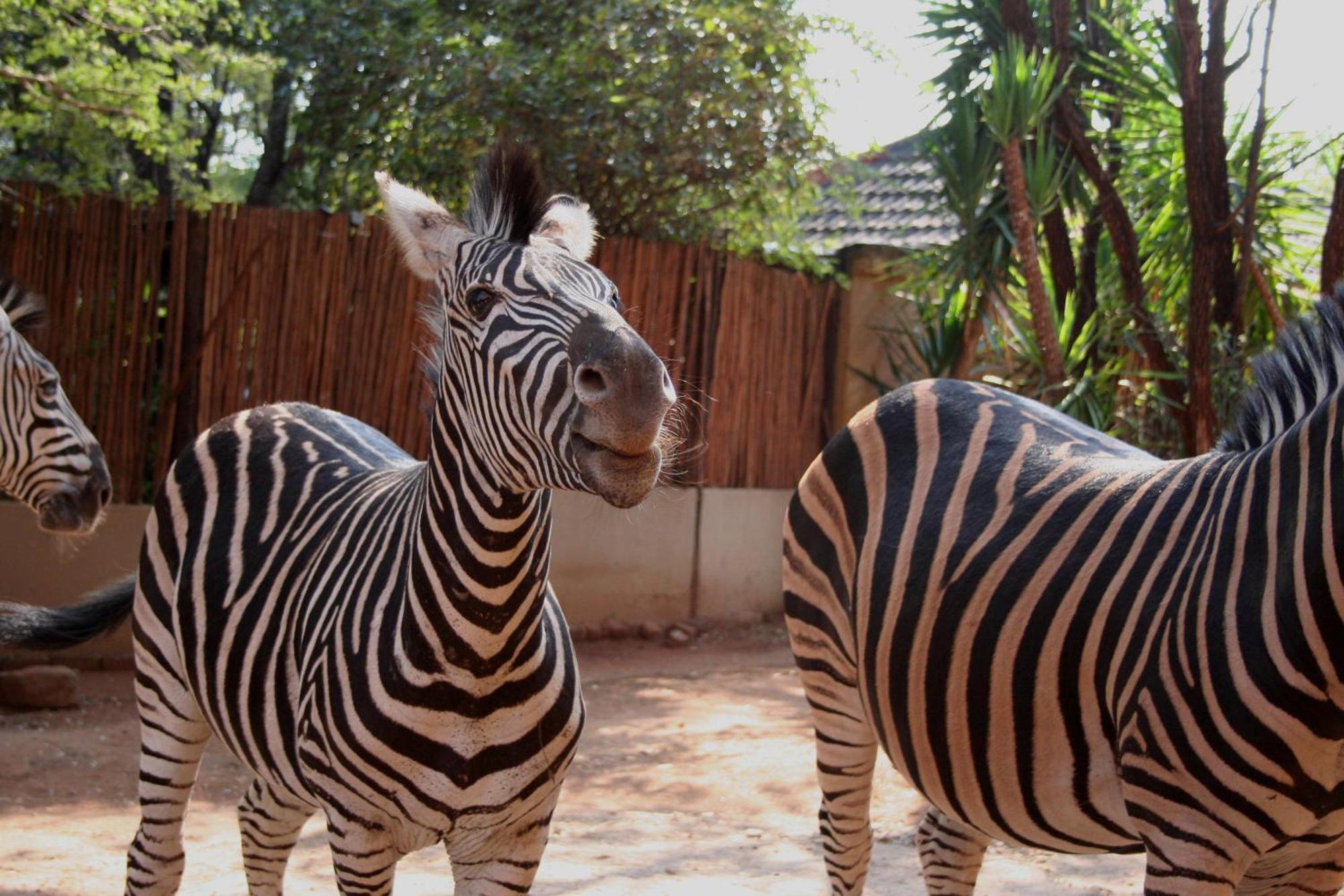 Kiburi Lodge @ Kruger, A Secluded Bushveld Getaway Marloth Park Exterior photo